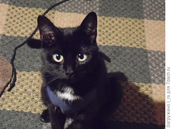 Милка вот только новую попонку оденет и сразу к вам