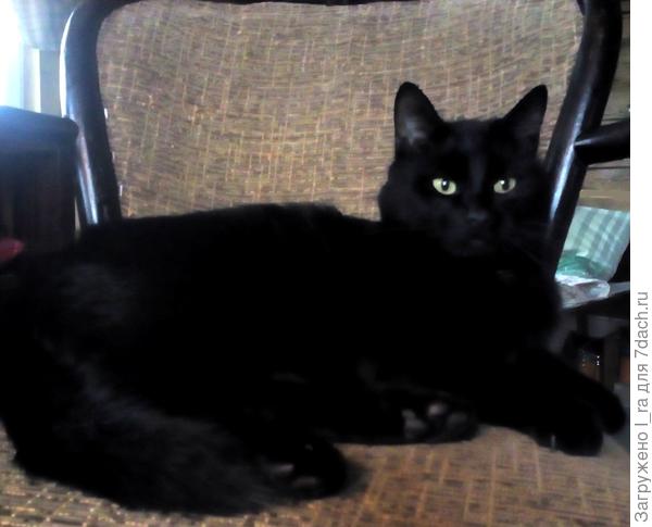 Вовка терпеливо всех ждёт