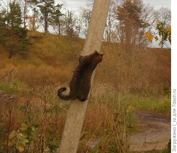 Маруся ждёт такси
