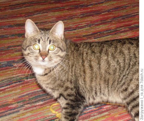 Тошка почти в прихожей