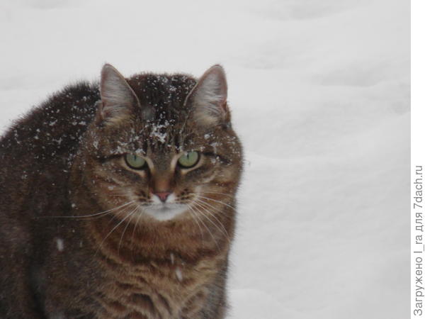 И Степанида поддерживает кошачье сообщество