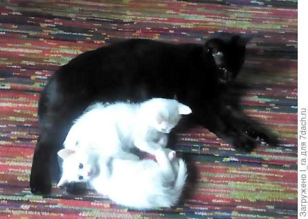 Милка с потомством