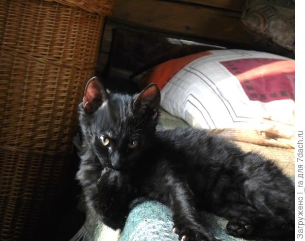 Характер соответствует внешнему виду