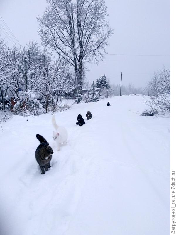 Группа сопровождения, следят, чтобы далеко не уодила от дома.
