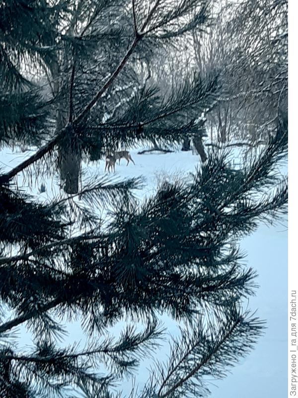 А это за сосной замерла.