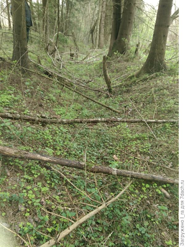 Окоп. На бруствере выросли ели.