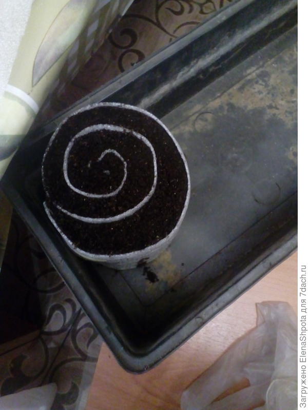 первая улитка готова