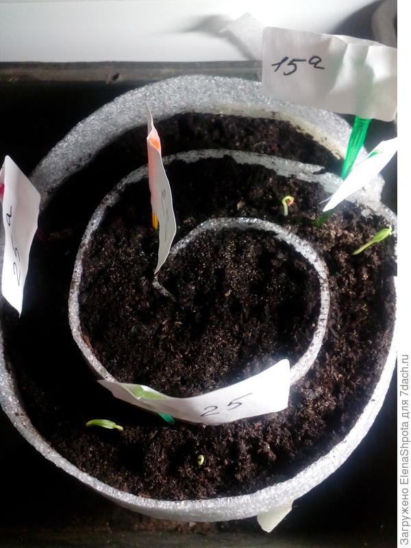 первые перчики