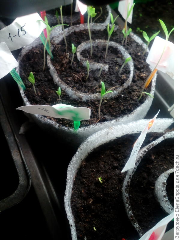 помидоры вытянулись