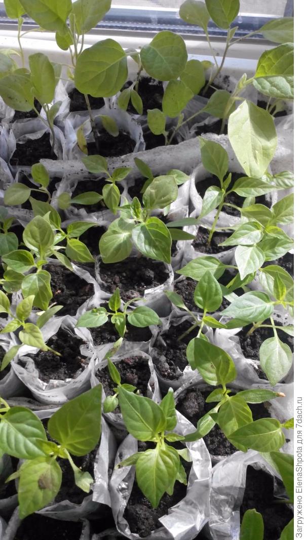 потом пересадила в пеленки