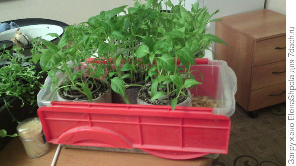 это прошлогодние перчики в улитках чувствовали себя отлично