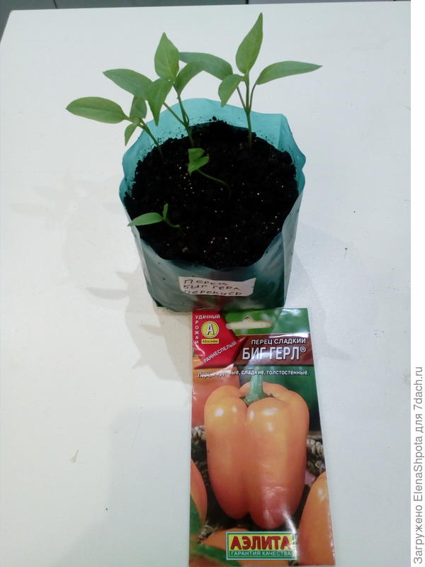 настоящие листочки