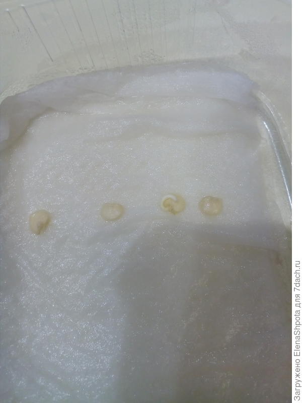 первый проросток