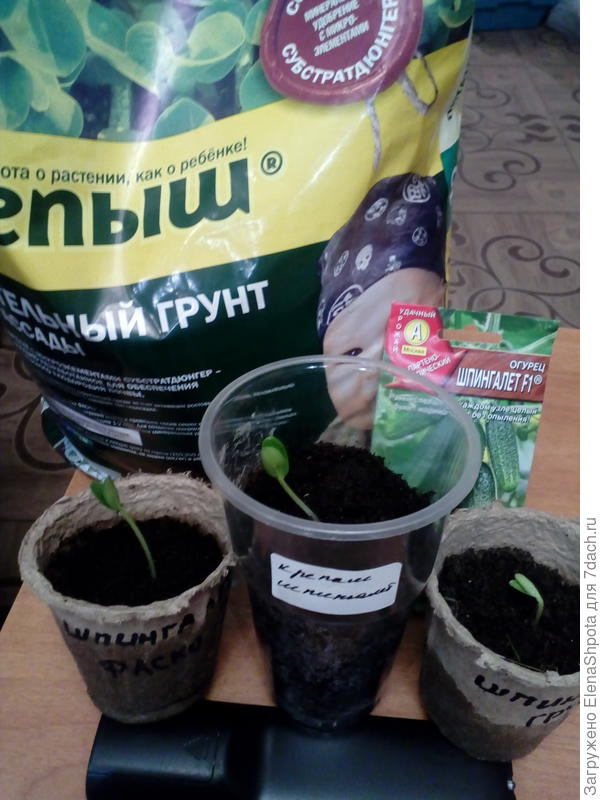 огурец Шпингалет