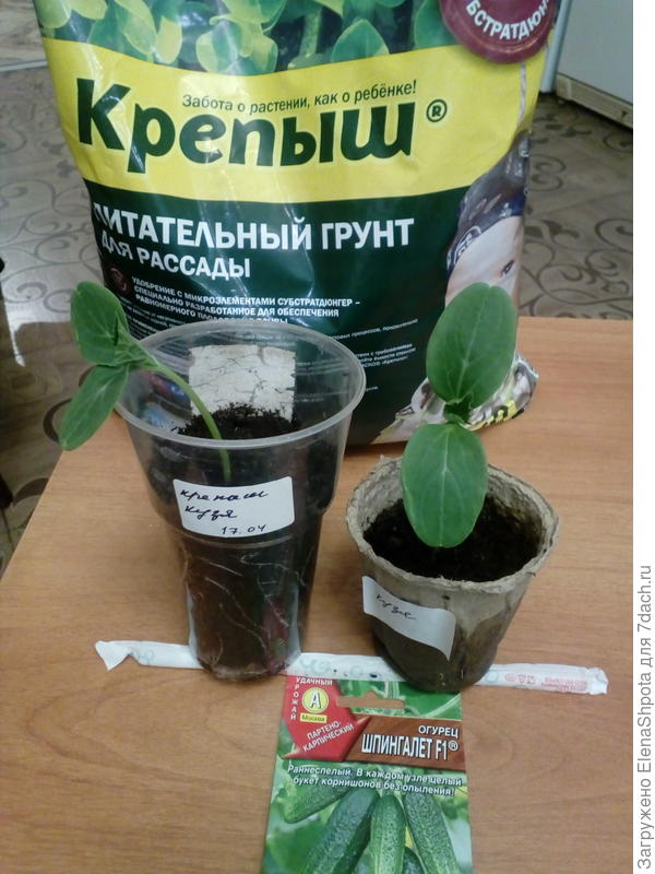 Огурец Кузя
