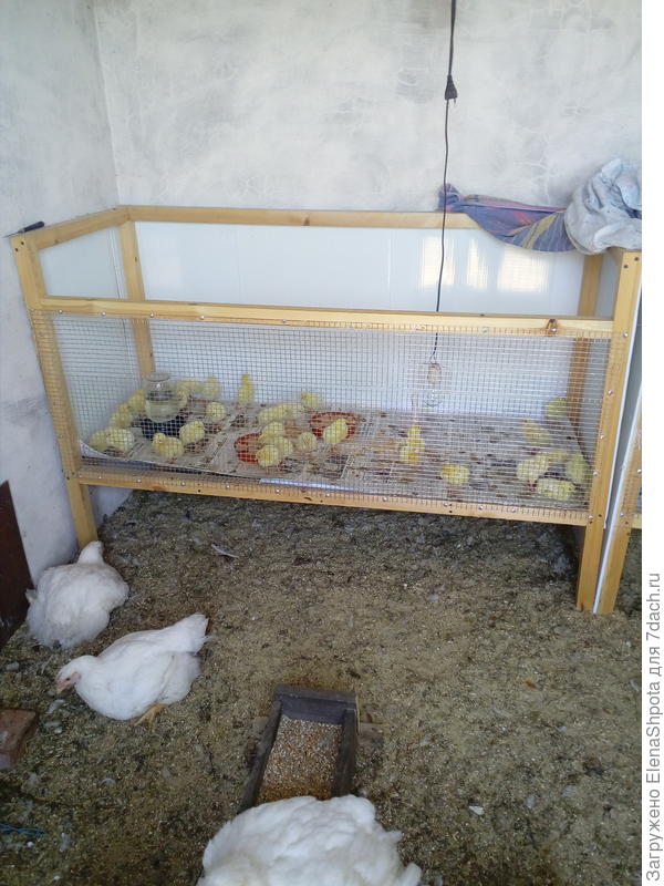 Брудер для цыплят HobbyFarm PBB01 48х30х30 см с регулятором температуры (PBB01) купить в Москве