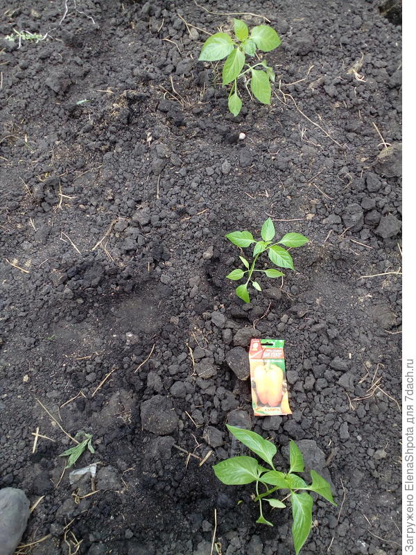 Перец Биг Герл.