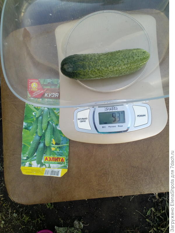 огурец Кузя