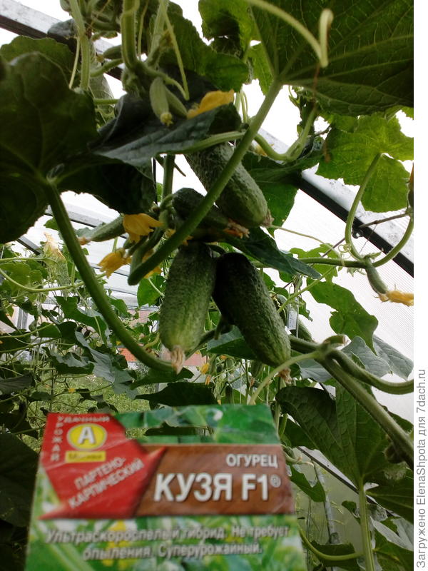 огурец Кузя