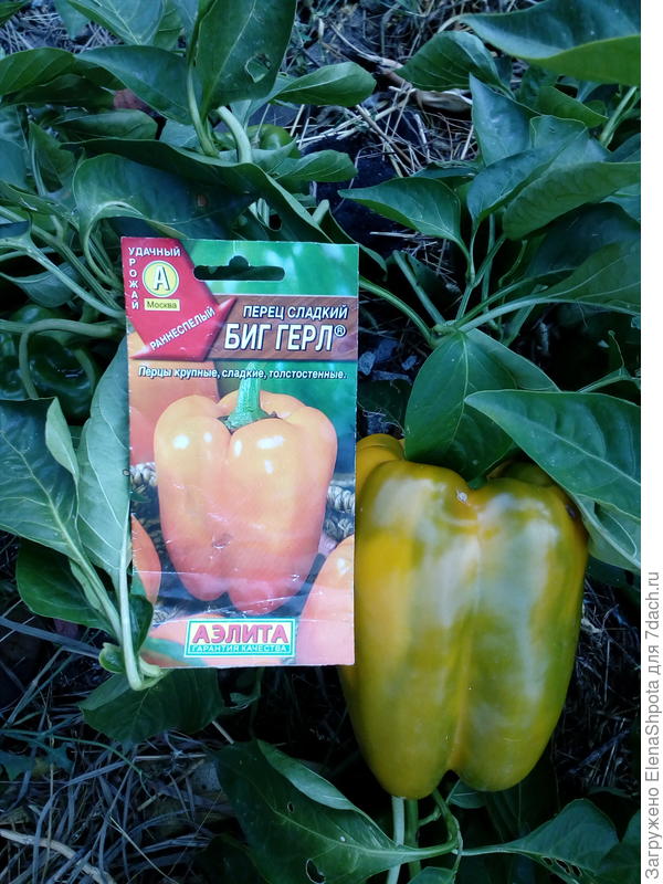 Перец Биг герл