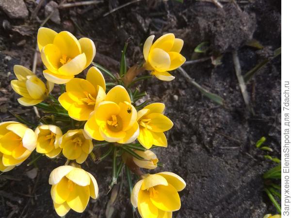 первые крокусв