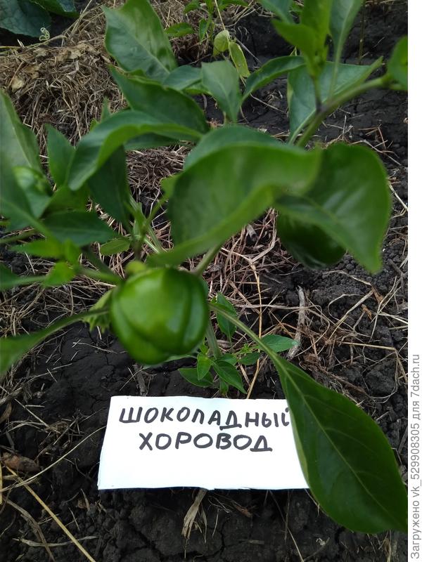 24 июня