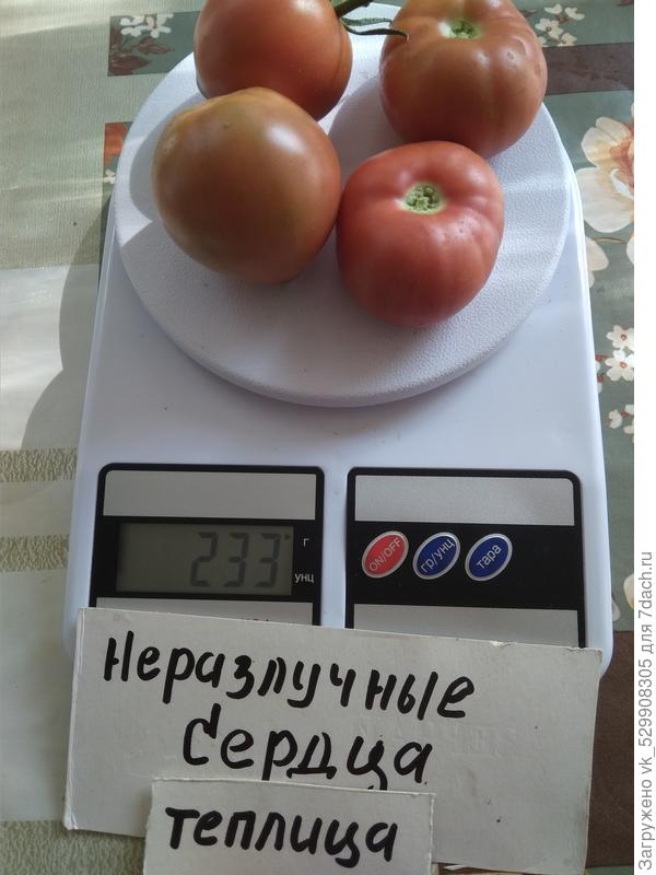 21.08 собрала урожай помидор, но много выбросила из-за вершинной гнили.