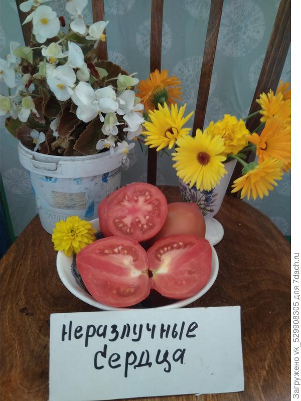 фото в разрезе
