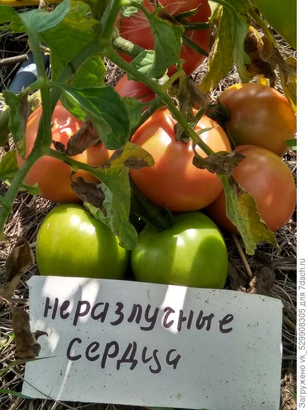 27 июля покраснела 2 кисть взяла один экспериментальный куст, чтобы узнать урожайность куста.