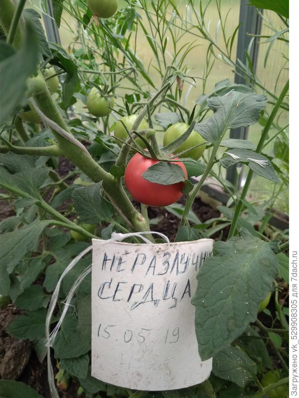 8 июля покраснел первый помидор.
