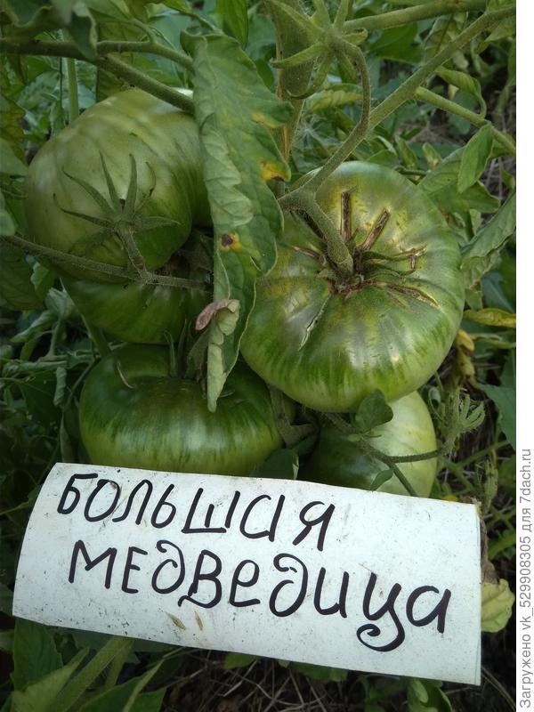 5 июля помидоры выглядят так.