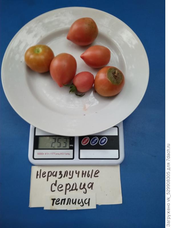 вершинная гниль
