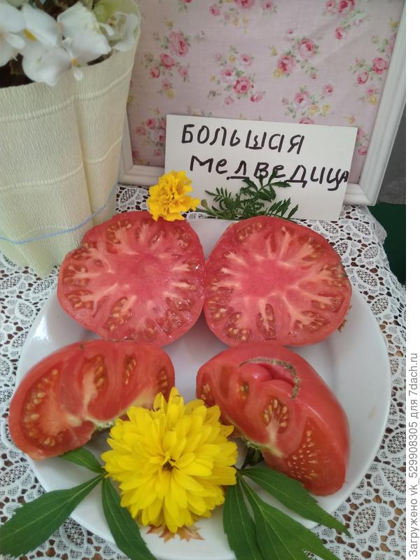 5.08 композиция помидор в разрезе.