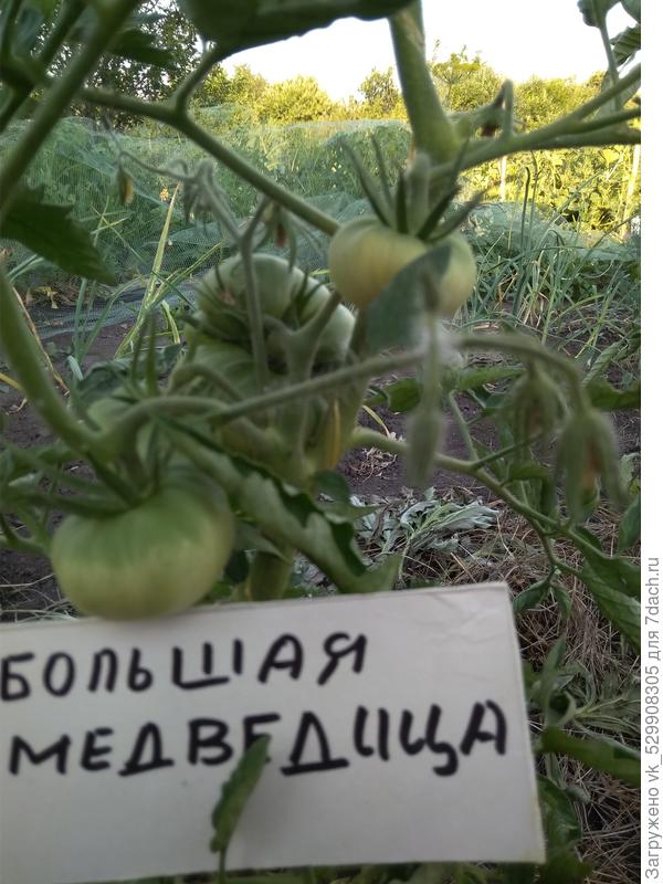 24 июня образовалась 1 кисть.