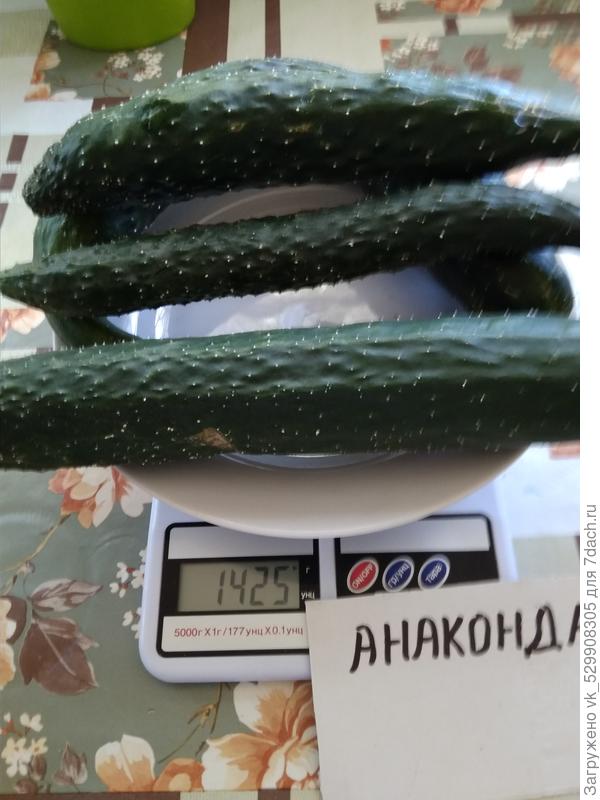 плодоношение