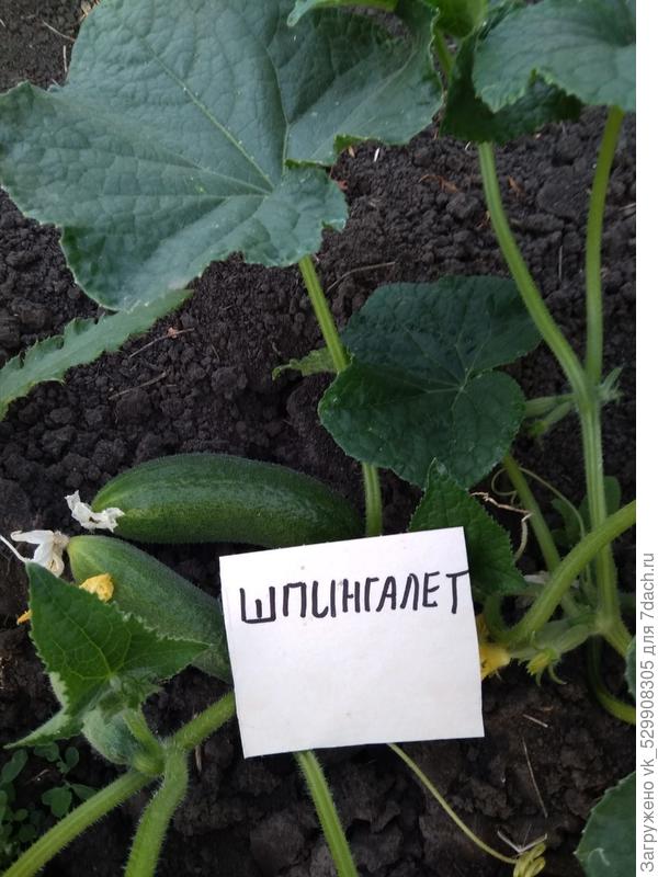 урожай на огороде