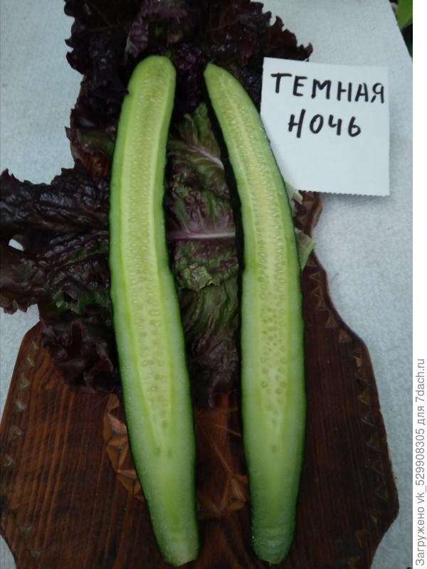 огурец в разрезе