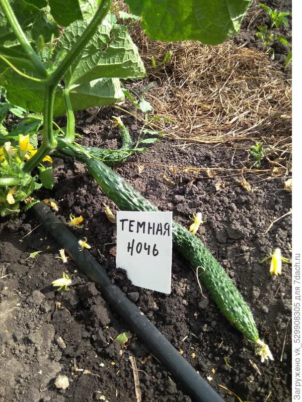 урожай