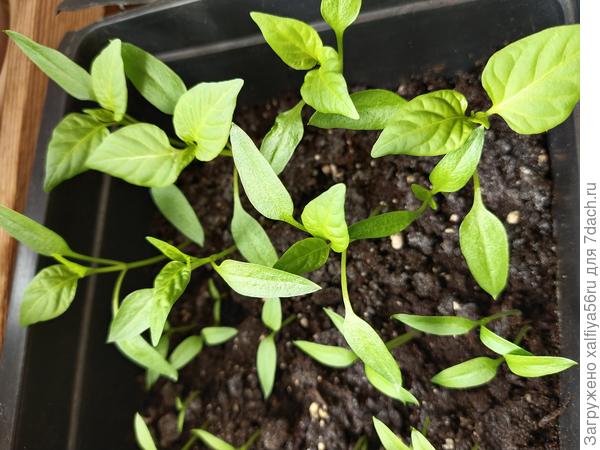 Всходы Перцев