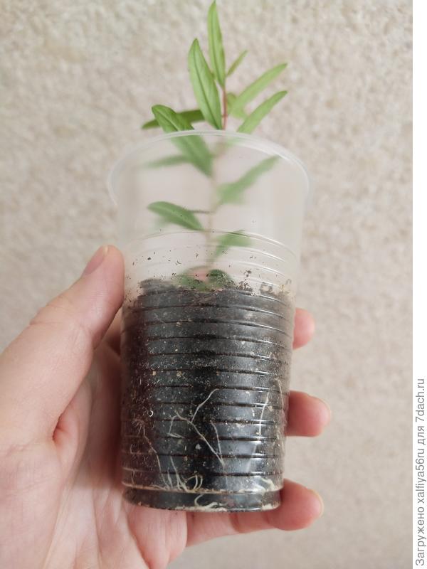 Корневая у граната