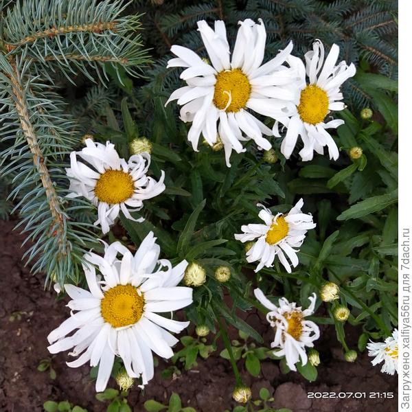 Выросла из того же пакета. Что и ромашка Крейзи Дейзи.