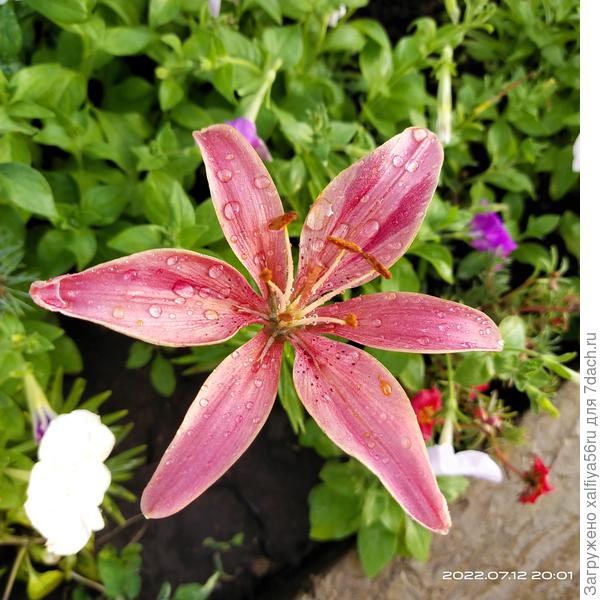 Ещё есть такая красота.