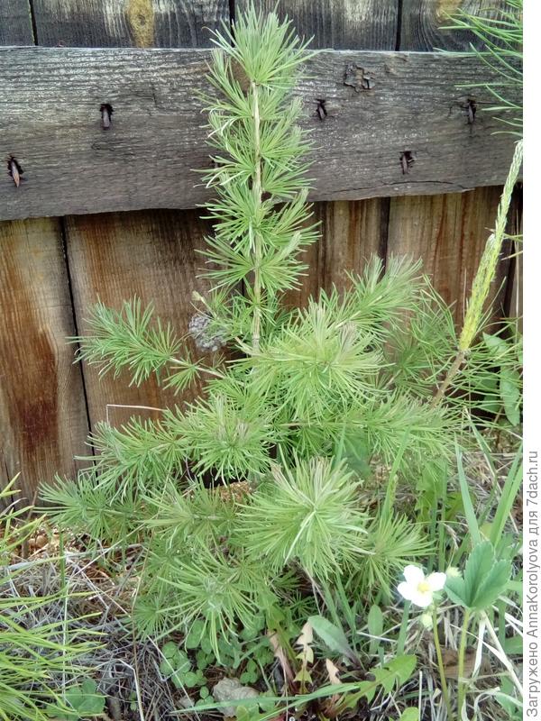 Лиственница 2