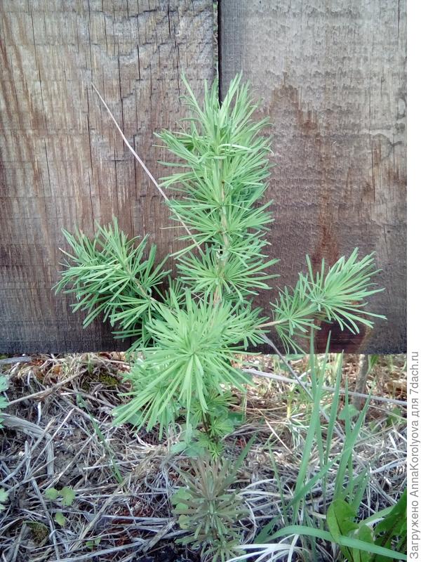 Лиственница 1