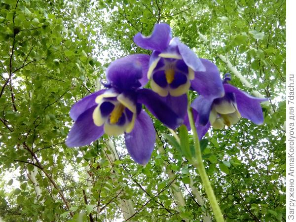 аквилегия