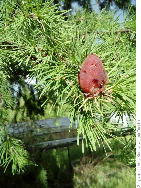 Лиственница