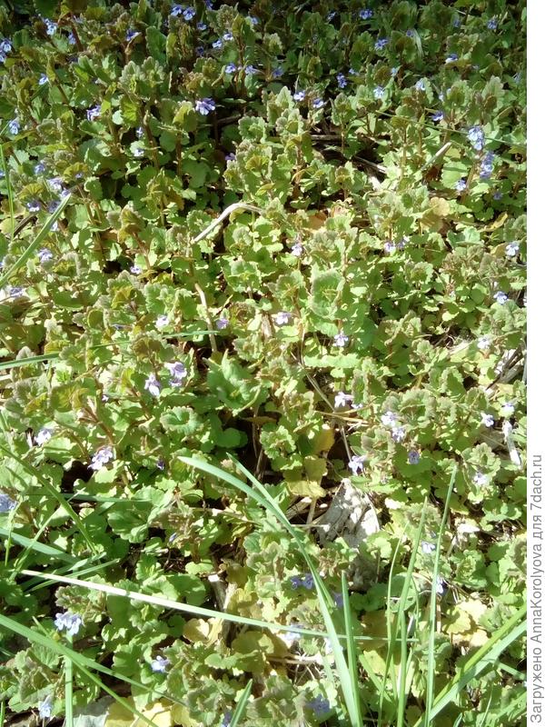 собачья мята