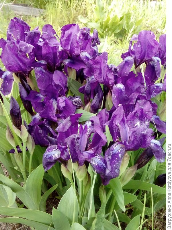ирис
