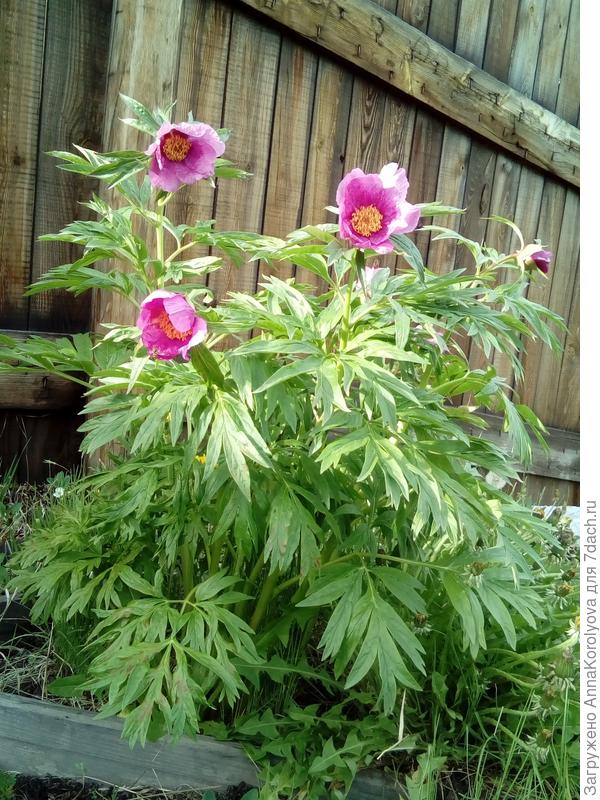 розовый пион