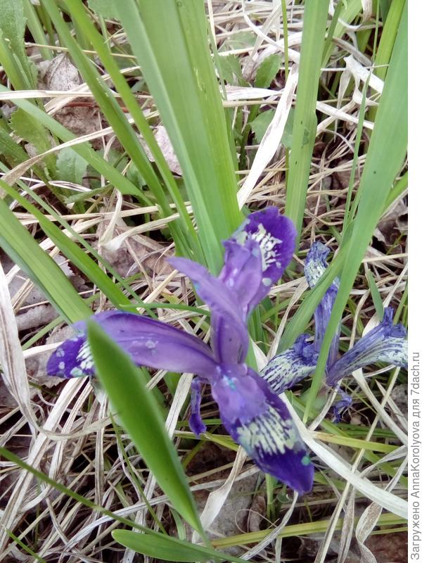 ирис